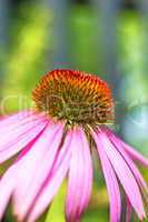 Echinacea purpurea, Heilpflanze