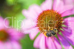 Echinacea purpurea, Heilpflanze