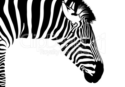 Zebra Isolated