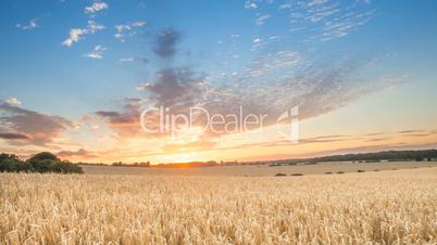 sunrise among a wheat fields in the summer uk