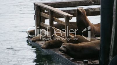 Sea lions sleep on a pier