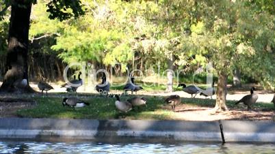 Geese hang out by a pond