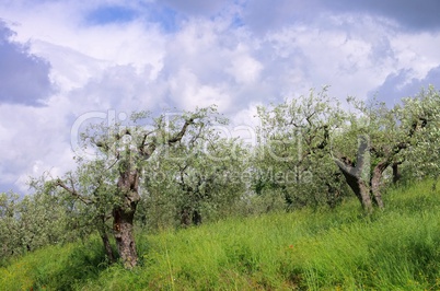 Olivenbaum in der Toskana 05