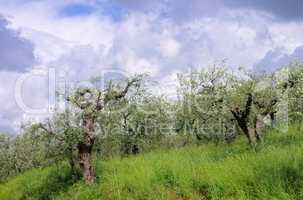 Olivenbaum in der Toskana 05