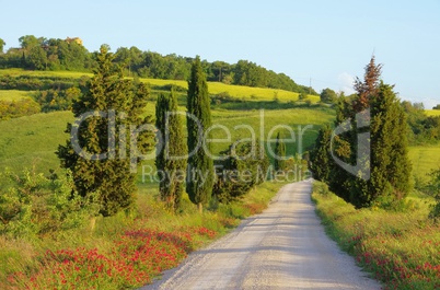 Toskana Zypressen mit Weg - Tuscany cypress trees with track 15