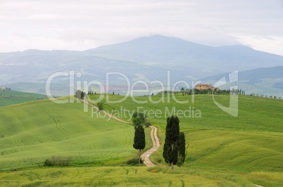 Toskana Zypressen mit Weg - Tuscany cypress trees with track 16