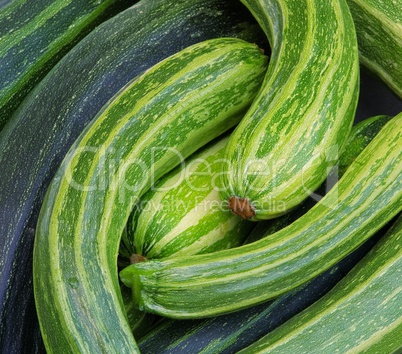 Zucchini 11