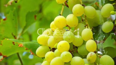 grapes and raindrops