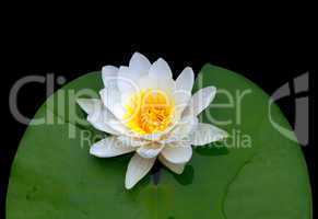 victoria amazonica, water lily