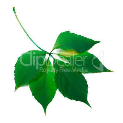 green leaf isolated on white background