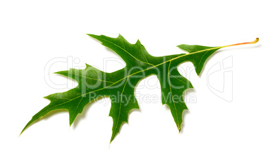 green leaf of oak (quercus palustris) on white background
