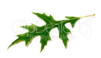 green leaf of oak (quercus palustris) on white background