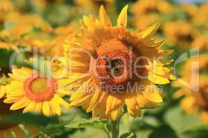 Sunflower in the sunflower field with bee