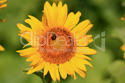 Sunflower with bee on top.