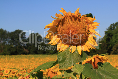 Sunflower.