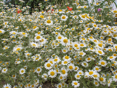 Camomile flower