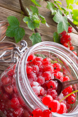 sugared red currant