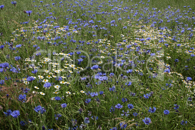 Kornblumen in einem Getreidefeld