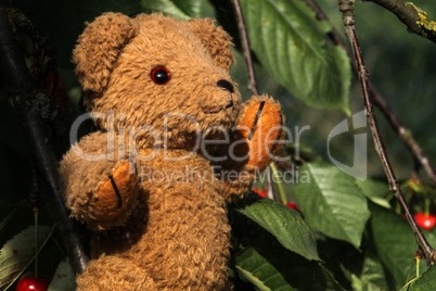 Teddybär im Kirschbaum
