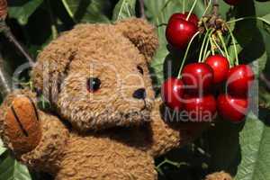 Teddybär mit Kirschen