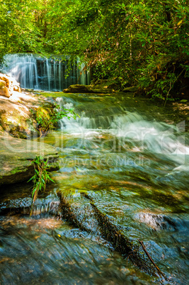 nature around a small creek in the forest woods