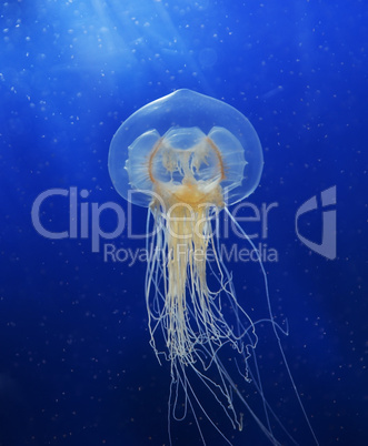 Swimming  Jellyfish
