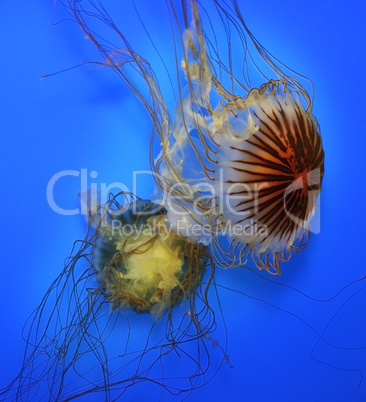 Swimming  Jellyfish