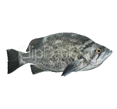 Rockfish