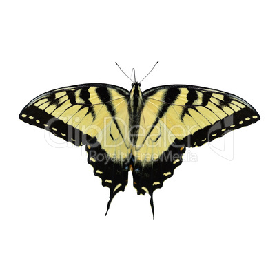 Eastern Tiger Swallowtail Butterfly