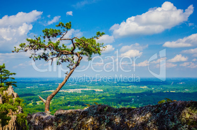 old and ancient dry tree on top of mountain