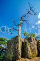 old and ancient dry tree on top of mountain