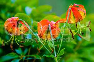 wild orange lilies