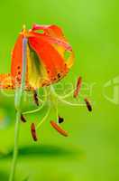 wild orange lilies