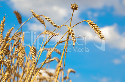 wheat field