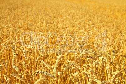 wheat field