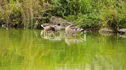 Ducks on pond / Enten im Teich