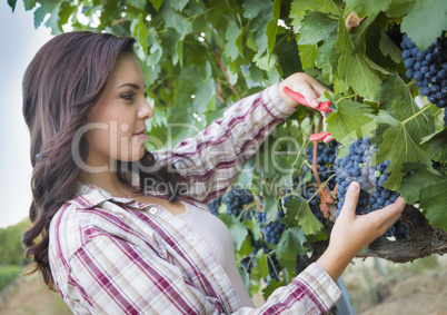 Young Mixed Race Woman Harvesting Grapes in Vineyard