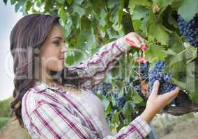 Young Mixed Race Woman Harvesting Grapes in Vineyard