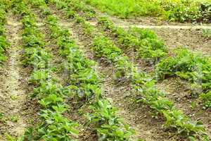 rows of green strawberry plants