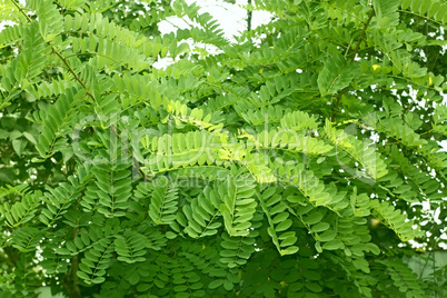 young shoots of acacia tree