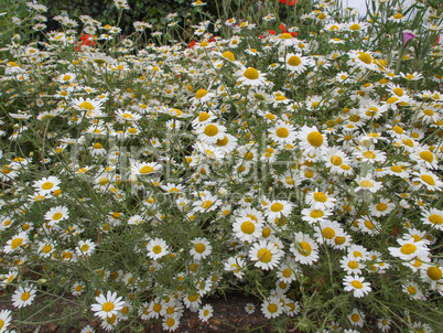 Camomile flower