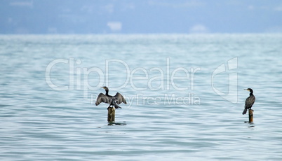 Great Cormorants