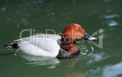 Pochard male duck