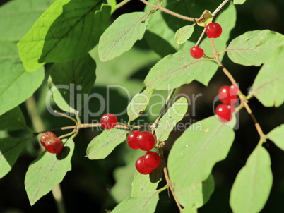 Honeysuckle branch