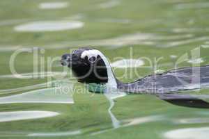 Humboldt spheniscus penguin swimming