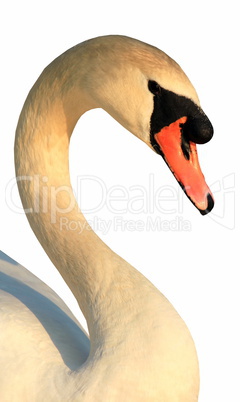 Portrait of white swan