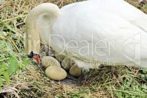 Swan in nest with eggs