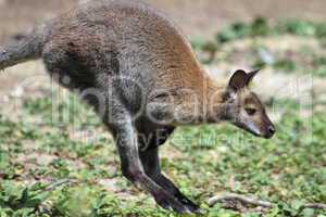 Bennett wallaby kangaroo