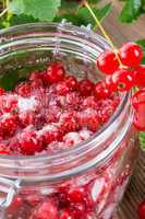 sugared red currant