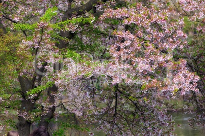 Pink cherry tree